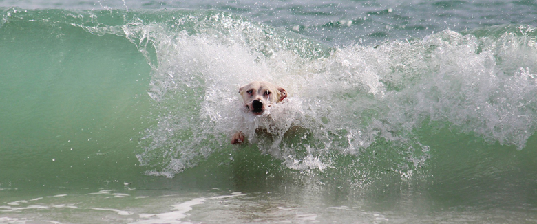 Bibione Plaża Pluto wakacje z psem na plaży | BP Gryf