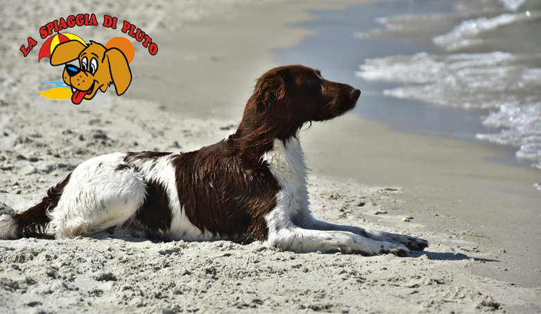 Bibione wakacje z psem na plaży