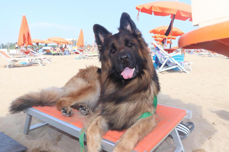 Bibione Plaża Pluto wakacje z psem na plaży | BP Gryf