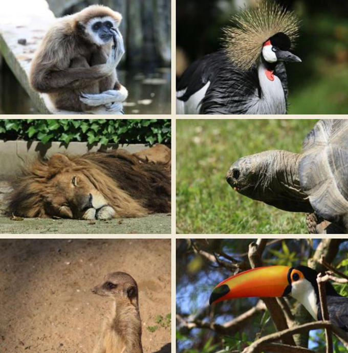 Atrakcje Zoo w Lignano